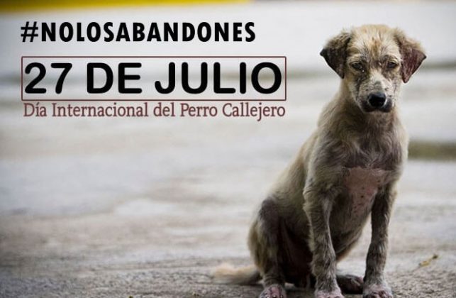 Hoy 27 De Julio Día Del Perro Callejero Cvnoticias