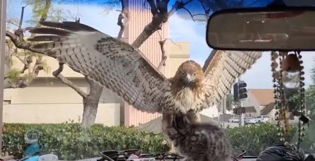 Águila y gato se toparon en curiosa persecución