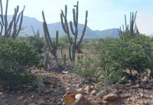 Hallaron siete artefactos explosivos del ELN en Uribia, La Guajira