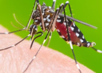 Secretaría de Salud alertó riesgo de propagación de dengue en Los Cusules