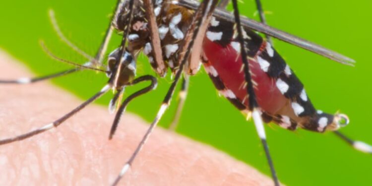 Secretaría de Salud alertó riesgo de propagación de dengue en Los Cusules
